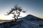 Lone Tree  Winter Stock Photo