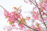 Colorful Flower Wild Himalayan Cherry   In Spring Time For Backg Stock Photo