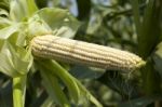 Corn Cob In Field Stock Photo