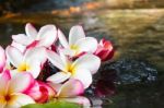 Pink White And Yellow Flower Plumeria Or Frangipani On Water And Stock Photo