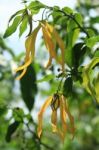 Ylang-Ylang Flowers Stock Photo