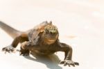 Marine Iguana On Galapagos Islands Stock Photo