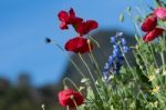 Red Poppy Stock Photo