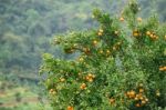 Fresh Orange Stock Photo