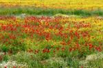 A Field Of Spring Flowers In Castiglione Del Lago Province Of Pe Stock Photo