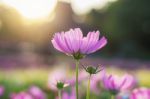 Pink Cosmos With Sunrise Stock Photo