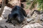 Binturong (arctictis Binturong) Asleep At The Bioparc In Fuengir Stock Photo