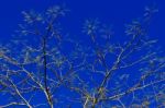 Drying Tree Branches Stock Photo