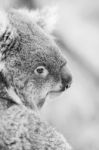 Koala In A Eucalyptus Tree. Black And White Stock Photo