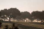 Foggy Countryside Stock Photo