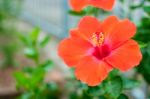 Hibiscus Flower ?????? Stock Photo