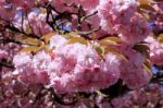 Tree With Pink Flowers Stock Photo