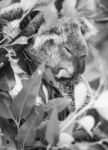 Koala In A Eucalyptus Tree. Black And White Stock Photo