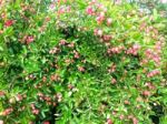 Carunda Or Karonda  (bengal-currants) Pink Fruit On Tree In The Garden.fruit For Health And High Vitamin Stock Photo