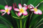 Frangipani Stock Photo