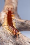 Centipede Stock Photo