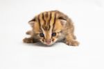 Bengal Kitten On White Background Stock Photo