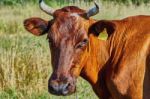 Cow On A Summer Pasture Stock Photo