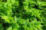 Freshness Green Of Selaginella Involvens Fern Stock Photo