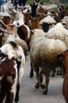 Sheep Running Stock Photo