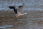 Grey Heron Taking Off Stock Photo