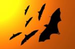 Silhouette Of Flying Foxes Stock Photo