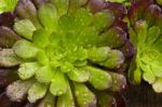 Wet Aeonium Plant Stock Photo