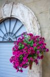 Wicker Basket Full Of Petunias In Pienza Stock Photo