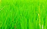 Close Up Rice Fields Stock Photo