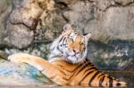 Bengal Tiger In The Water Stock Photo