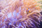 Cartoon Fish Near Sea Anemone Stock Photo