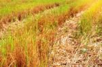 Rice Grains On The Field Stock Photo