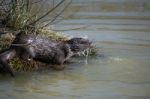 Eurasian Otter (lutra Lutra) In Natural Habitat Stock Photo