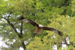 Red Kite In Flight Stock Photo