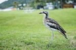 Bush Stone-curlew Resting On The Beach Stock Photo