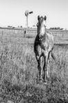 Horse In The Paddock Stock Photo