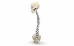 Human Spine Stock Photo