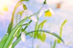 Spring White Snowdrops Stock Photo