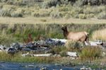 Elk Or Wapiti (cervus Canadensis) Stock Photo