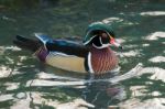 Wood Duck Or Carolina Duck  (aix Sponsa) Stock Photo