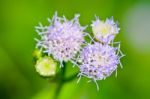 Flowers Of Billy Goat Weed ( Ageratum Conyzoides ) Stock Photo