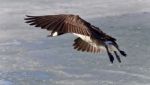 Postcard With A Canada Goose Landing On Ice Stock Photo