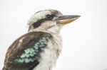 Kookaburra Gracefully Resting During The Day Stock Photo