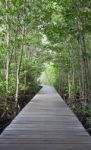 Wooden Path Walk To Tropical Forest Stock Photo