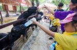 Primary Students Visit The Zoo, In The Jul 27, 2016. Bangkok Thailand Stock Photo