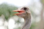 Ostrich Head Close Up Stock Photo