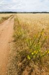 Dirt Road On Cereal Meadow Stock Photo