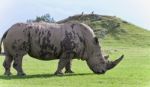 Picture With A Rhinoceros Eating The Grass Stock Photo