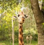 Giraffe Looking For Food During The Daytime Stock Photo