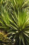 Palm Trees Stock Photo